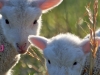 baby_lambs