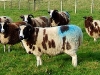 jacob_sheep595.jpg